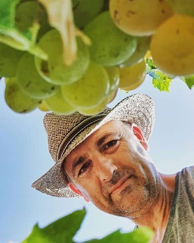 raphael portrait vignes