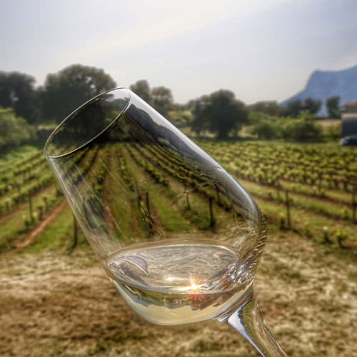 Photo d'un verre de vin en avant plan d'une vigne de l'AOP Ajaccio